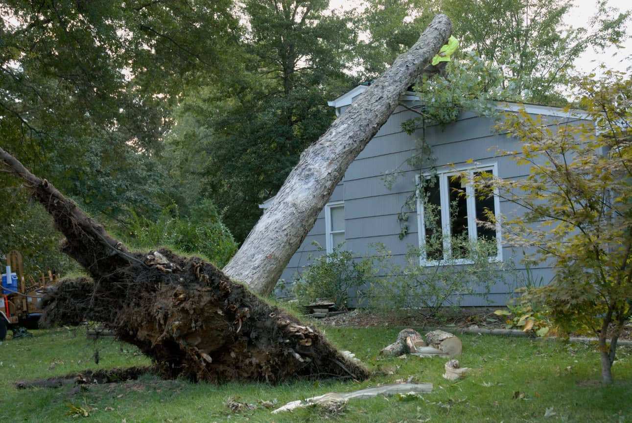 tree fall house restoration sydney